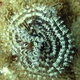 Indian Tube Worm