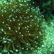 Sunflower Mushroom Hard Coral