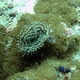 Indian Tube Worm