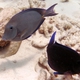 Ocean Surgeonfish