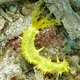 Yellow Sea Cucumber