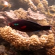 Swarthy Parrotfish