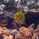 Gold-barred Butterflyfish