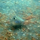 Oriental Blue-spotted Maskray
