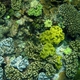 Corals of Tonga to be indentified