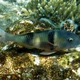 Indian Doublebar Goatfish