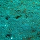 Many-toothed Garden Eel