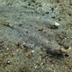 Slender Lizardfish