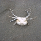 Asian Paddle Crab