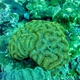 Lobed Cactus Coral 