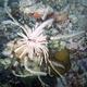 Indian Feather Star