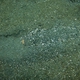Marmorate Sea Cucumber