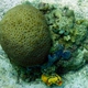 Secret Coral