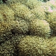 Warrior Coral