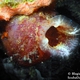 Red-throated Ascidian