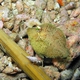 Strapweed Filefish  (Juvenile)