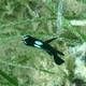 Three-spot Dascyllus (juvenile)