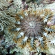 Crown-of-Thorns Sea Star
