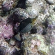 Solor Boxfish 