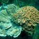 Carpet Brain Coral