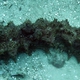 Candycane Sea Cucumber