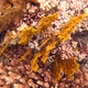 Yellow Hydrocoral