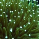 Sunflower Mushroom Hard Coral