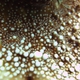 Palmerae Acropora