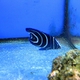 Semicircle Angelfish (juvenile)