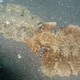 Melibe Nudibranch