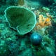 Leaf Plate Coral