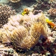 Maldive Anemonefish
