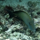 Striated Surgeonfish