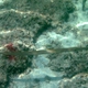 Blue-spotted Cornetfish