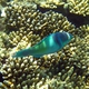 Fivesaddle Parrotfish