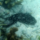 Eyed Sea Cucumber