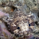 Threespine Toadfish