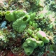Heterorhaphis Sponge