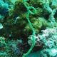 Giant Black Coral Whip