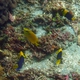 Coral Rabbitfish