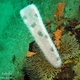 Pryosome Jellyfish