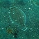 Largescale Flounder