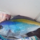 Blue Knifefish