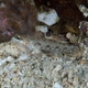 Pearl Goby