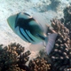 Picasso Triggerfish