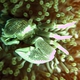 Smalldot Anemone Crab