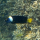 Queensland Yellowtail Angelfish