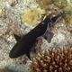 Pale-lipped Surgeonfish