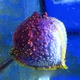 Violet Sea Apple