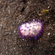 Purple Tipped Janolus